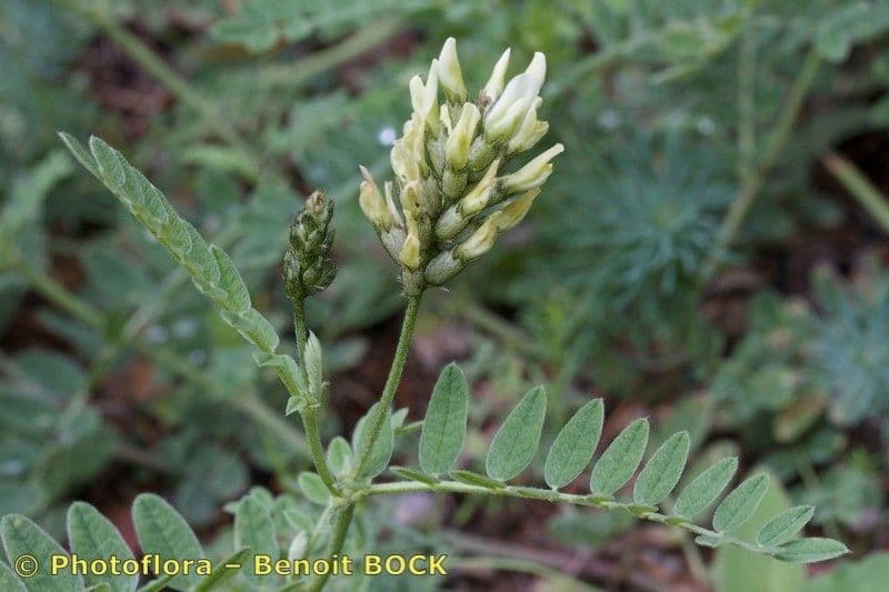 Astragalo ceci 22