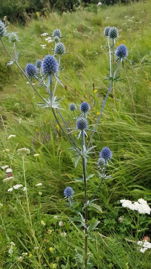 Edeldistel 28