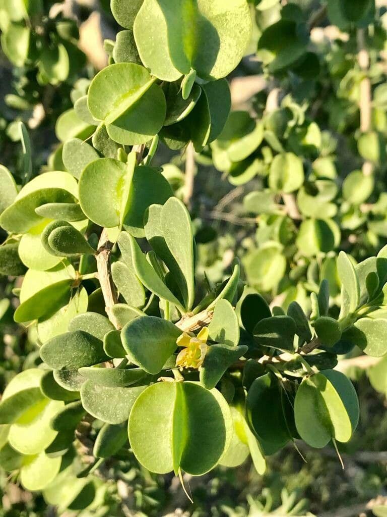Zygophyllum 2
