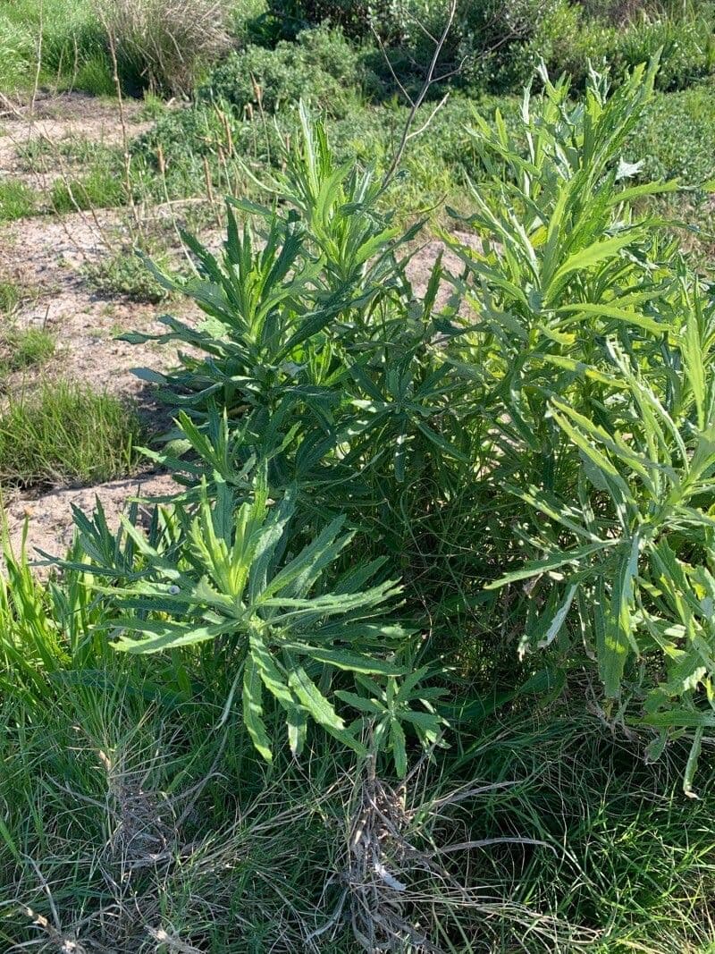 Senecio pterophorus 16
