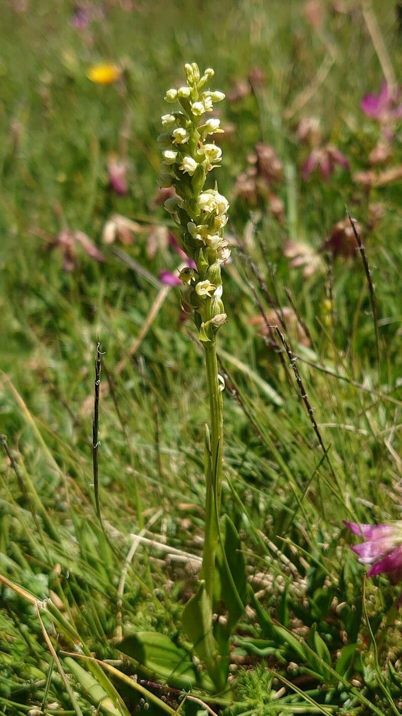 Weißzüngel 15