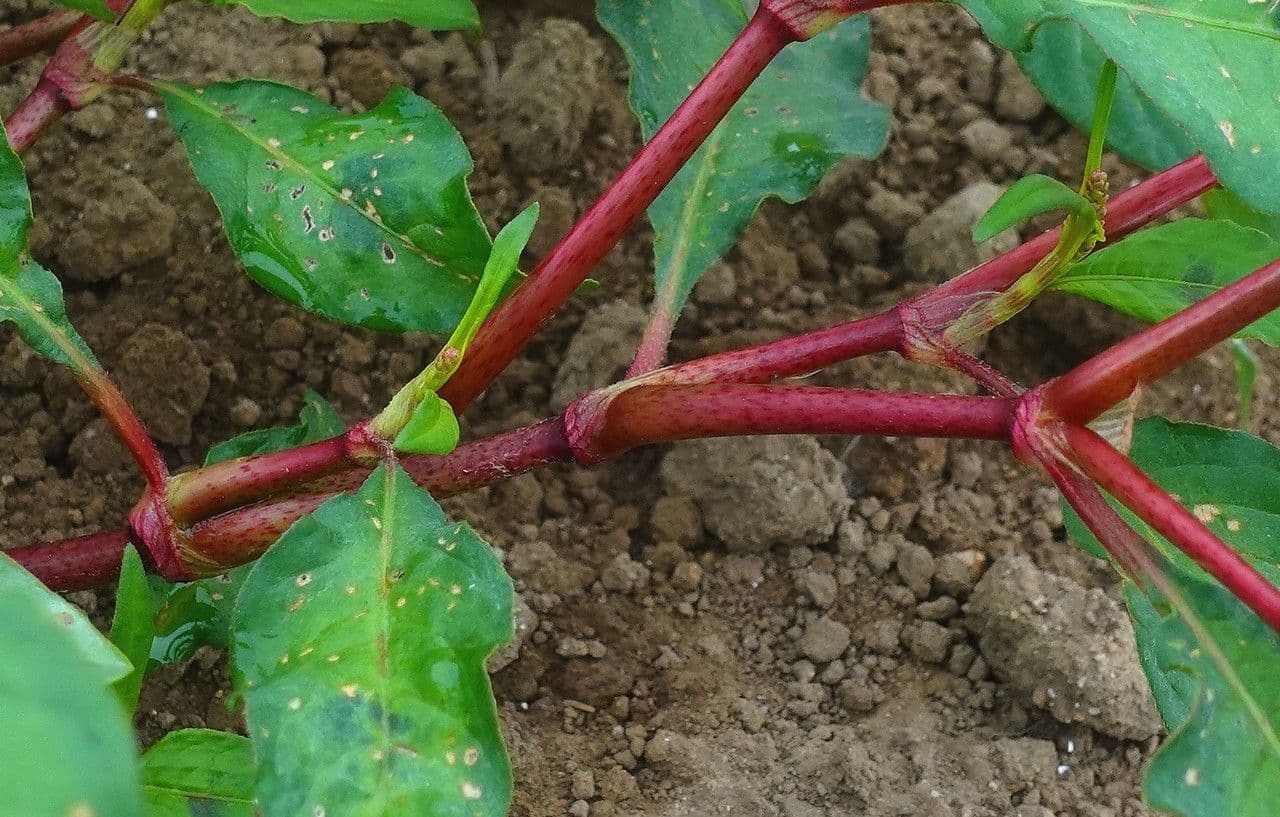 Poligono persicaria 24