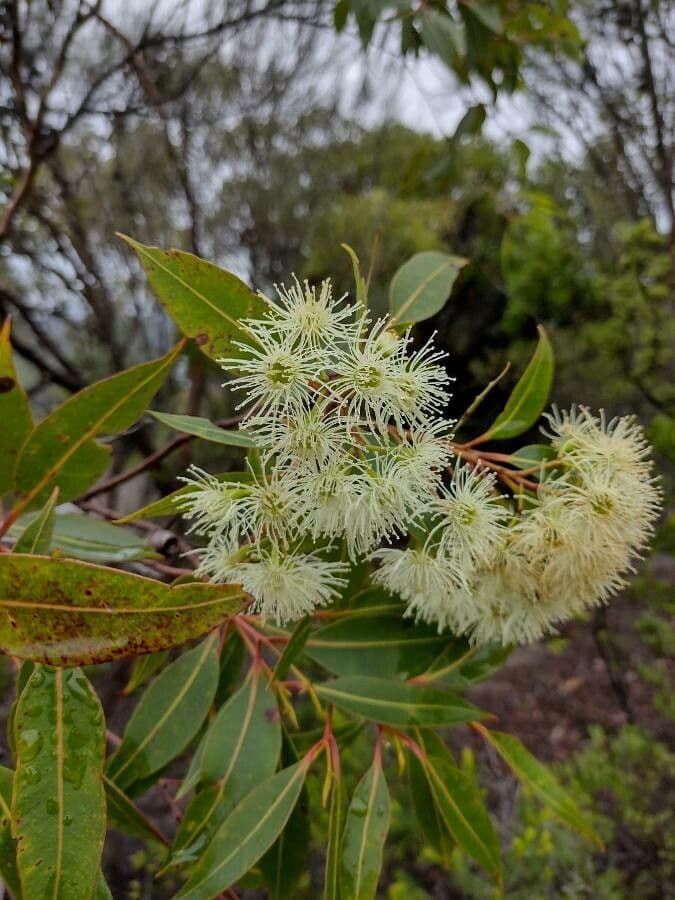 Corymbia 2