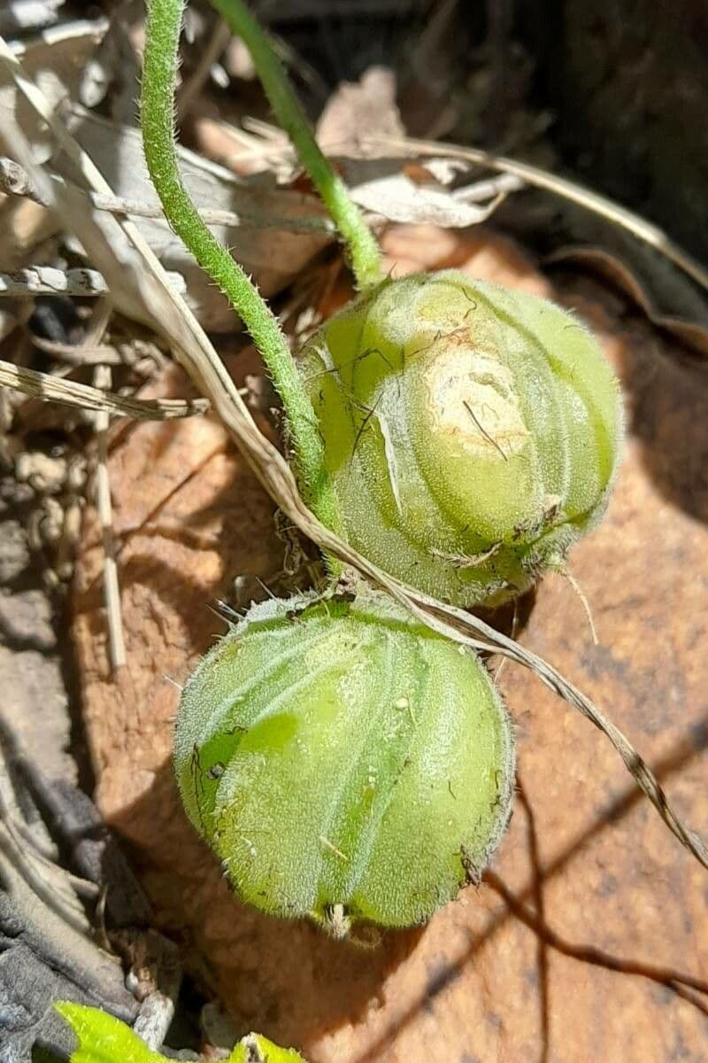 Blumenbachia 4