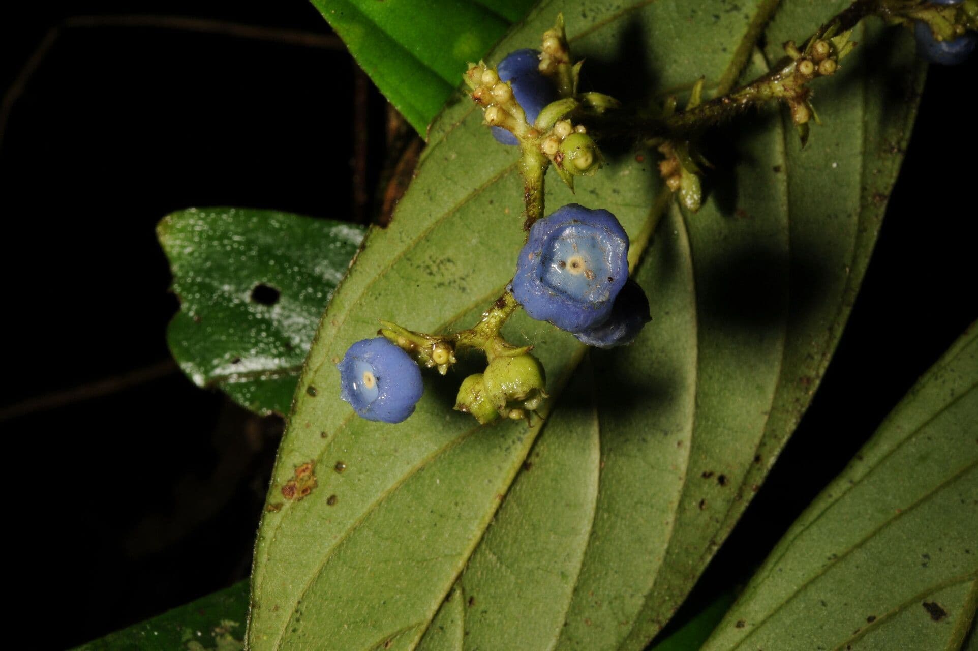 Bertiera 4