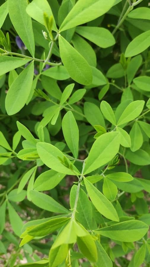 Baptisia 19