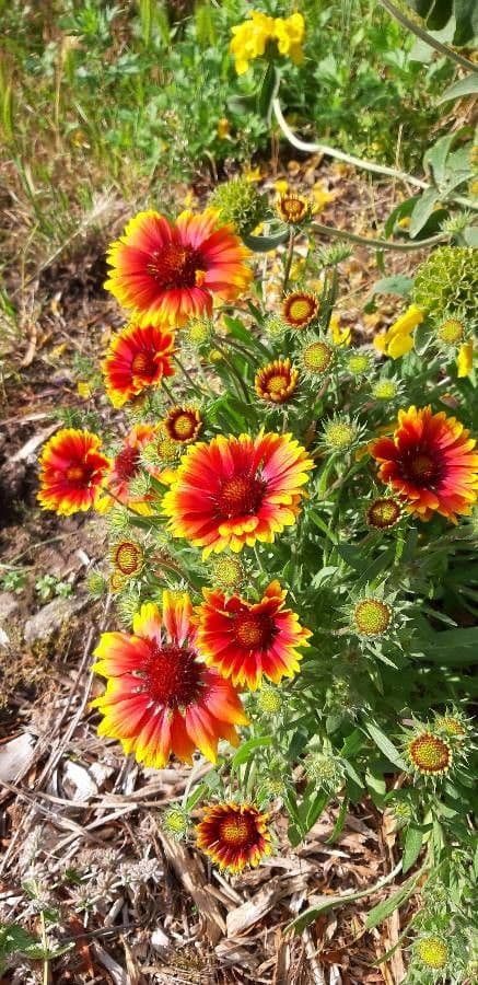 Gaillardia aristata 26