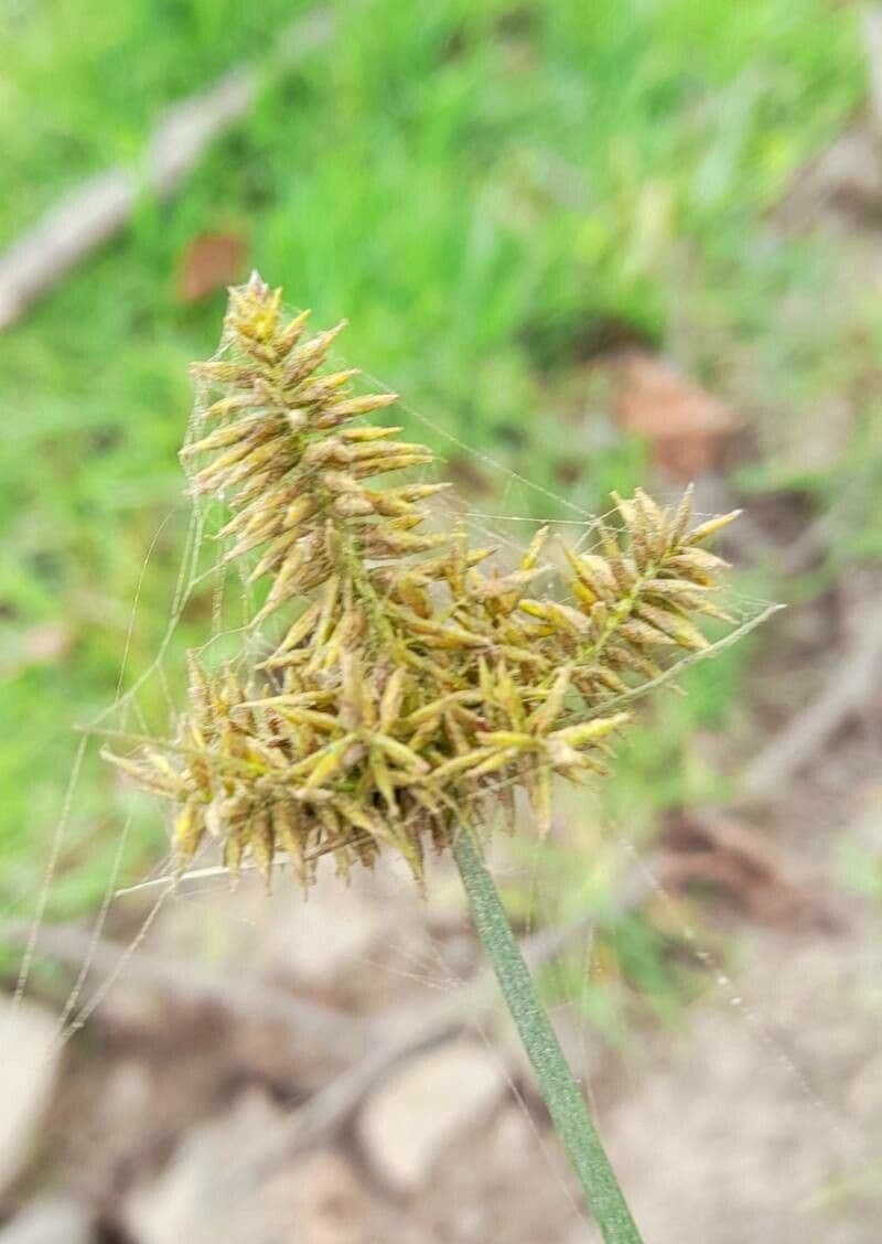 Zigolo odoroso 5