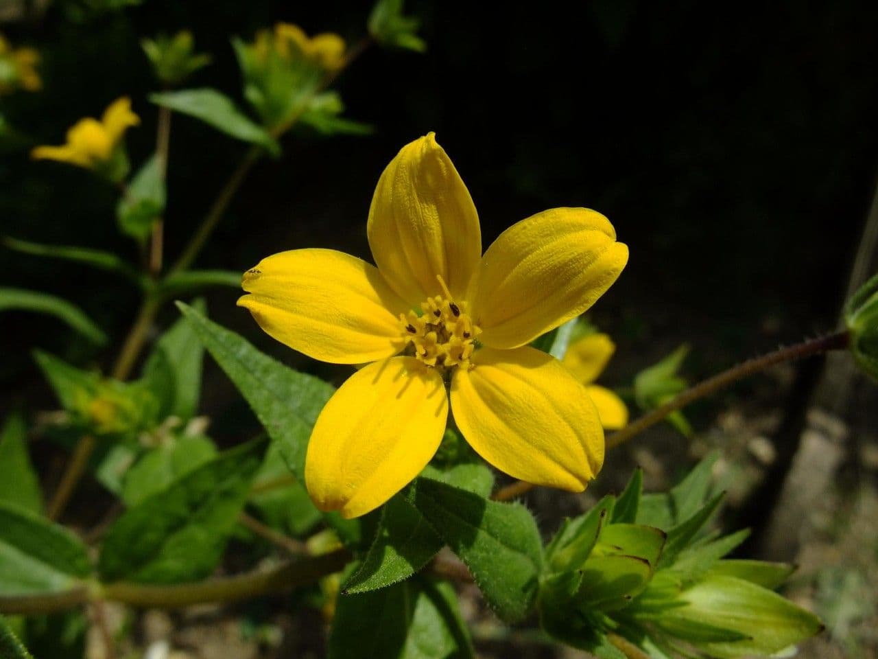 Lindheimera 3