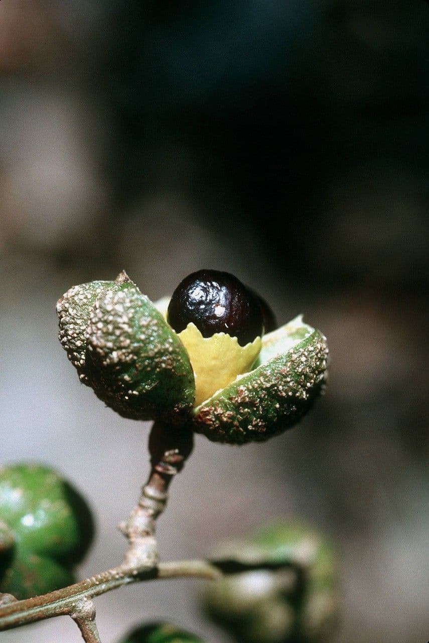 Cupania 3