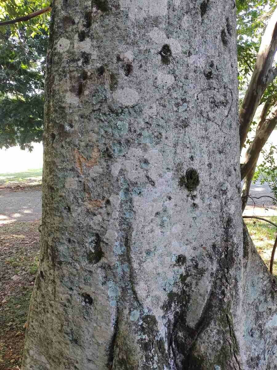 Sterkúlia bezkvetá 22