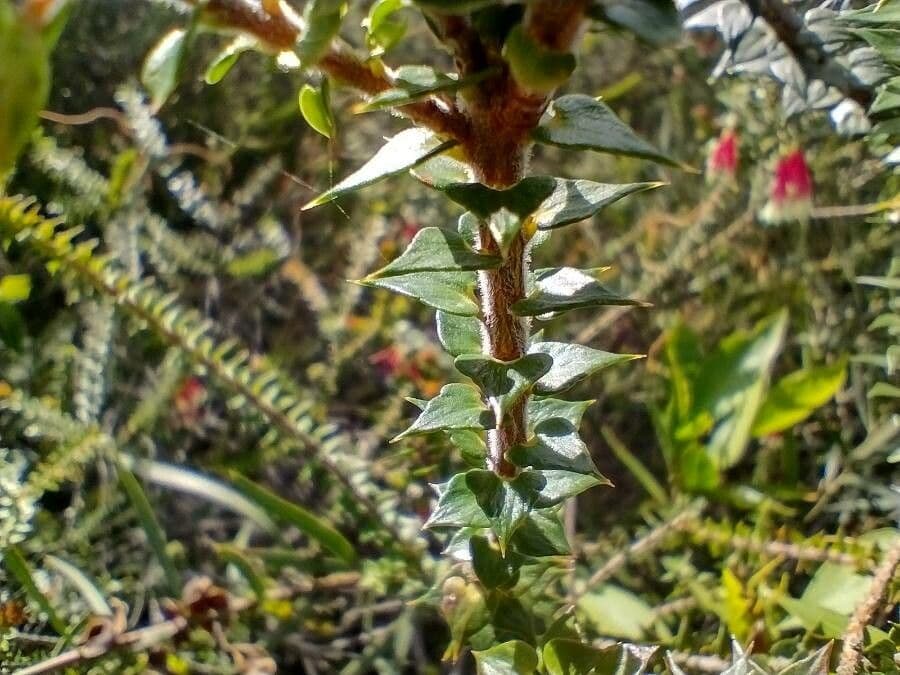 Fuchsienheide 7