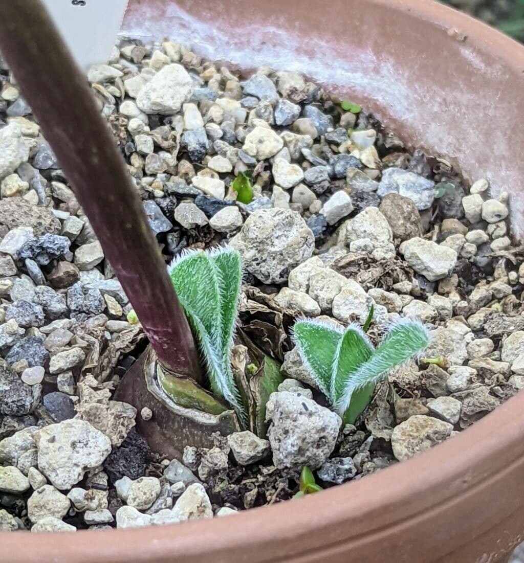 Haemanthus 3