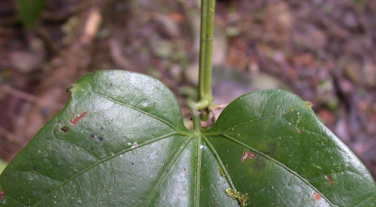 Fevillea cordifolia 12