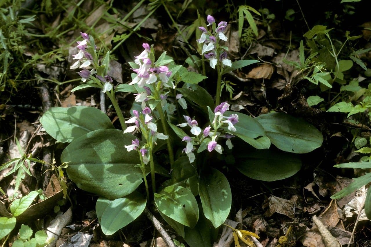 Galearis spectabilis 9
