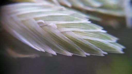 Avena marittima