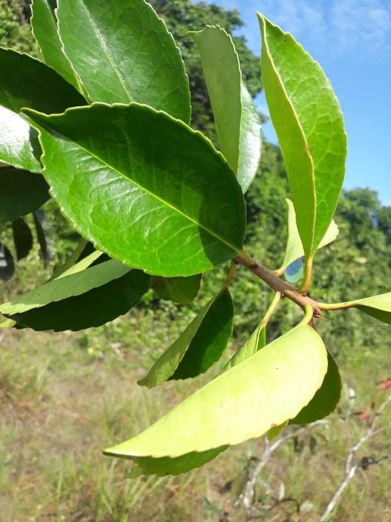 Ternstroemia 5