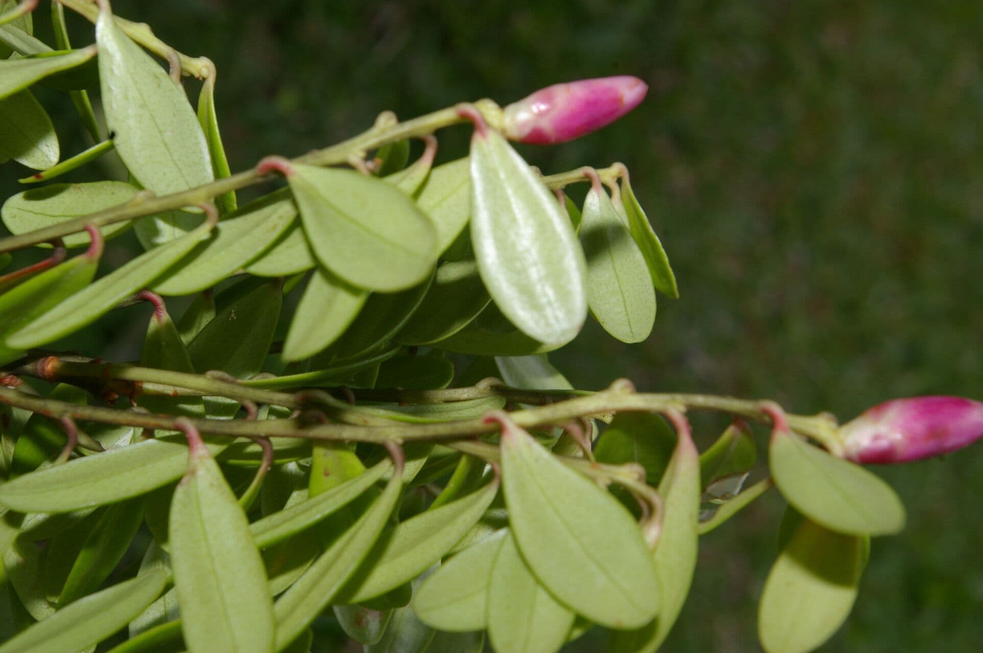 Cavendishia 5