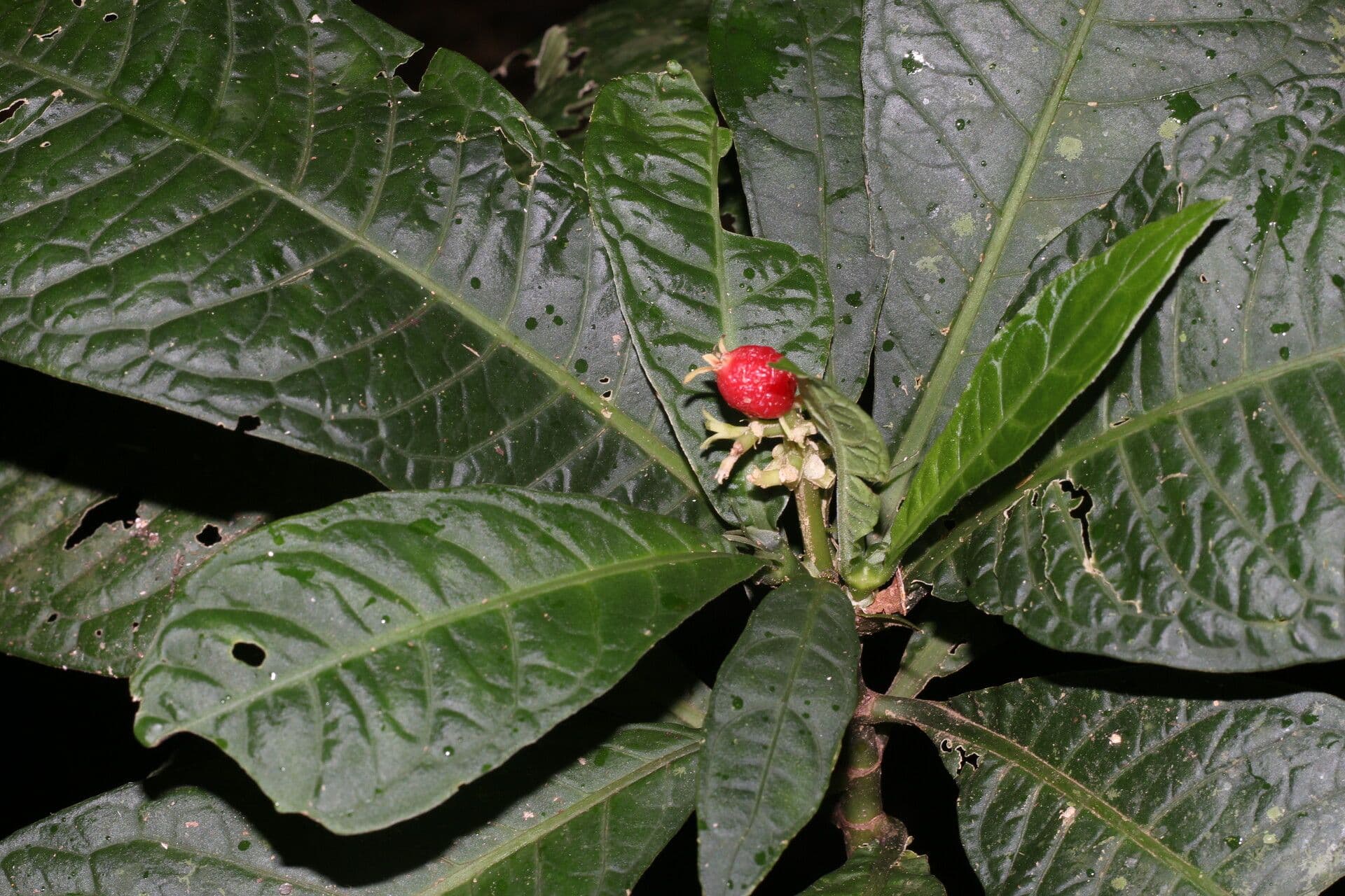 Psychotria 3