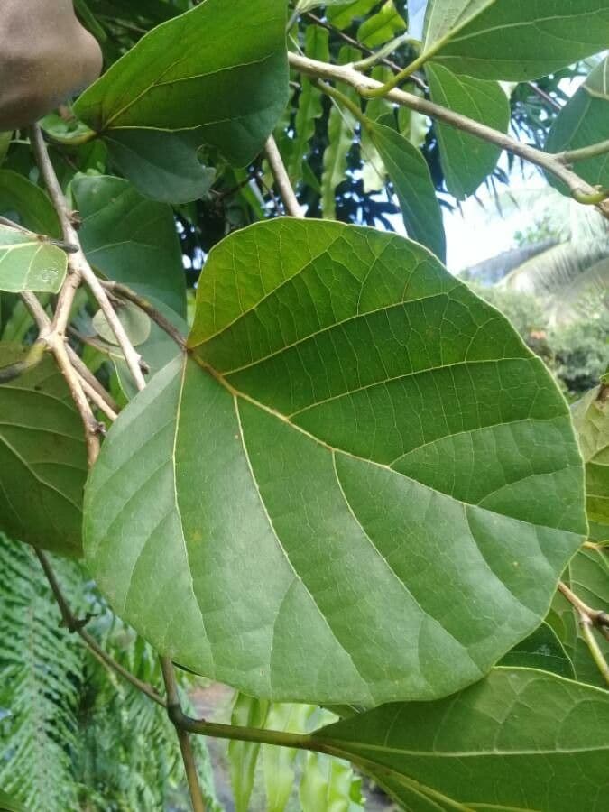 Cordia myxa 16