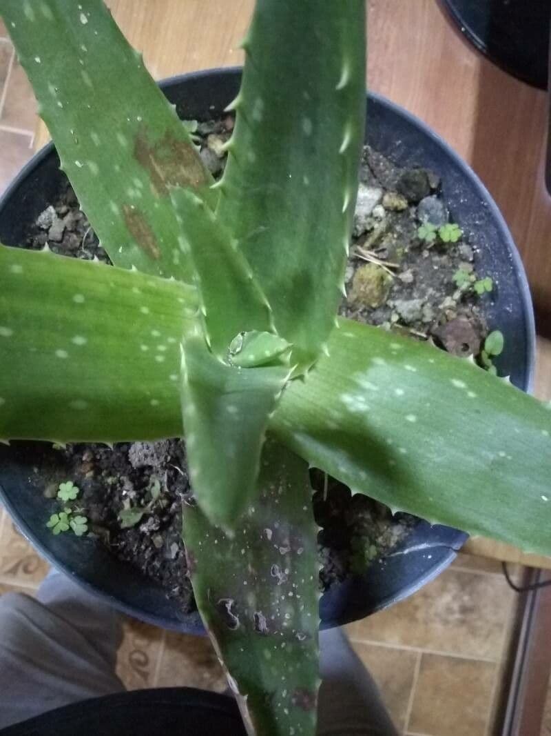 Aloe vera 3