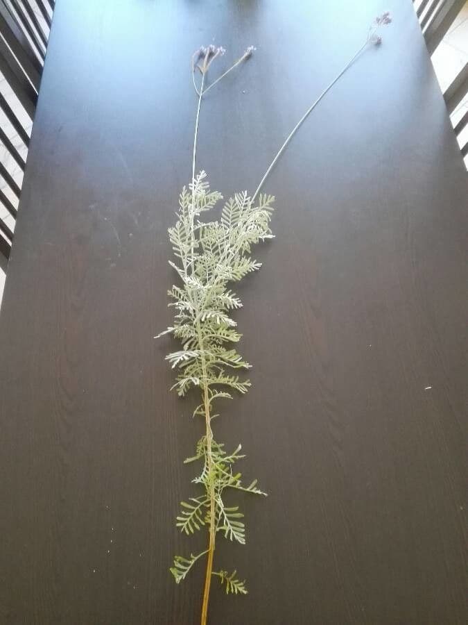 Lavanda pinnata 6