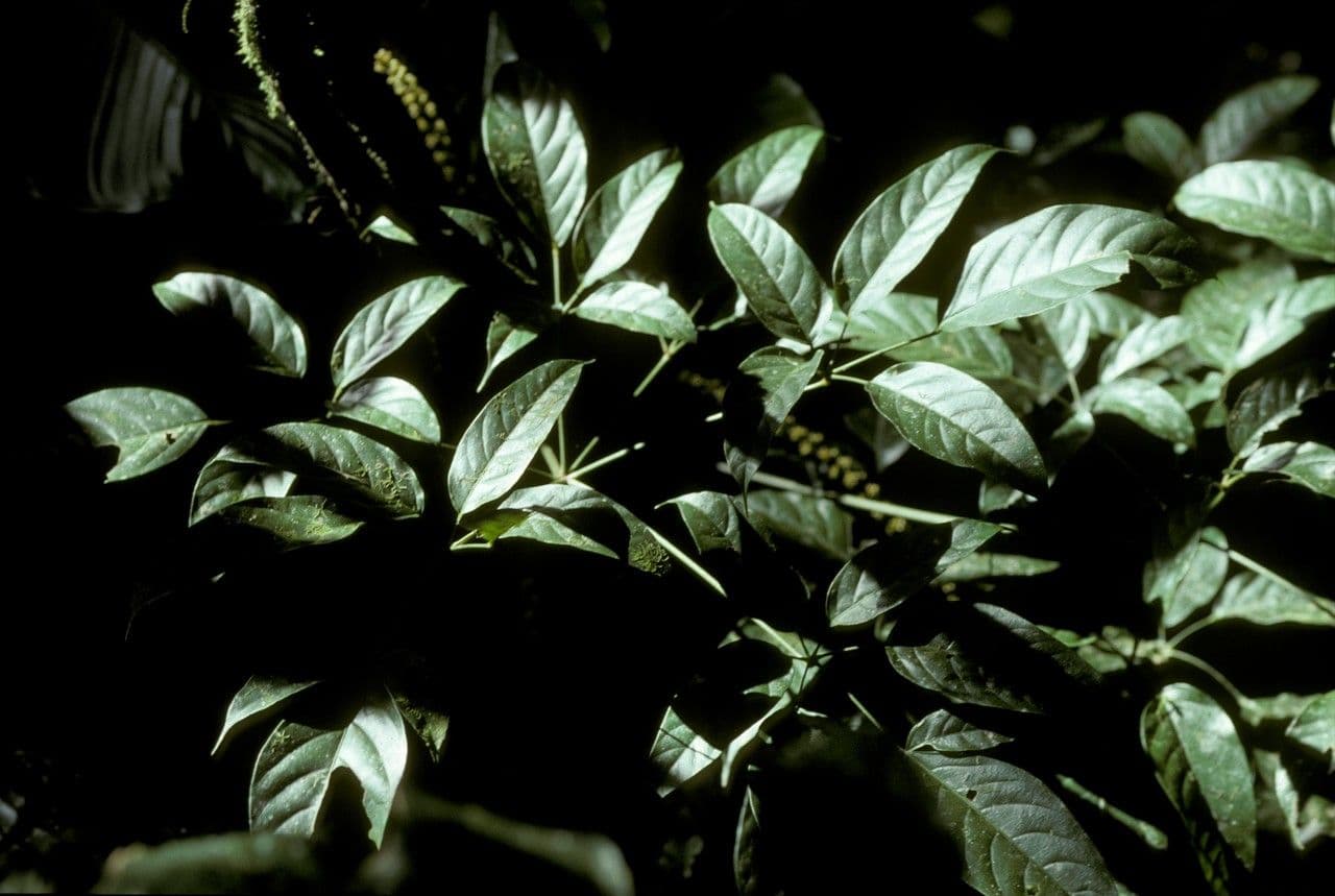 Heptapleurum 6