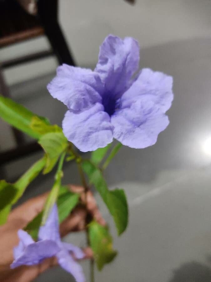Ruellia tuberoso 25