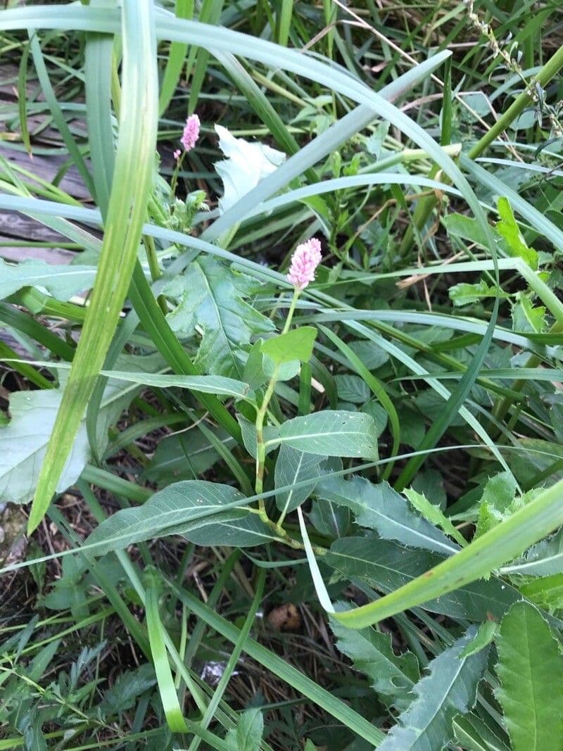 Poligono anfibio 3