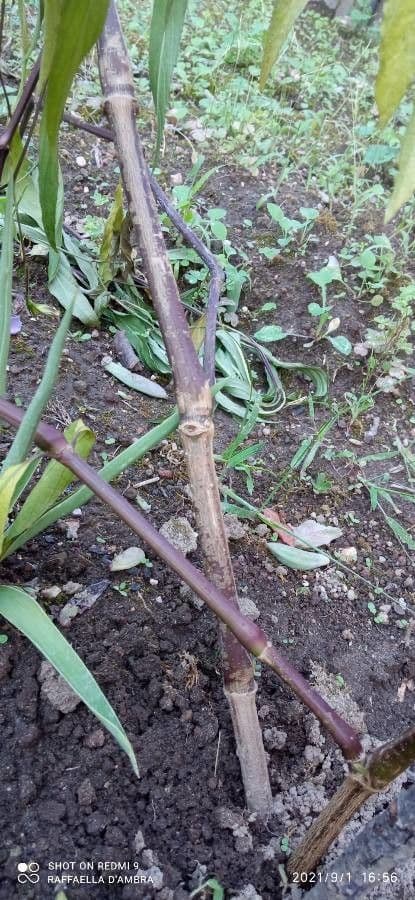 Ruellia simplex 20