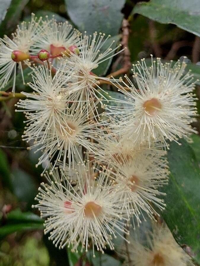 Syzygium 6
