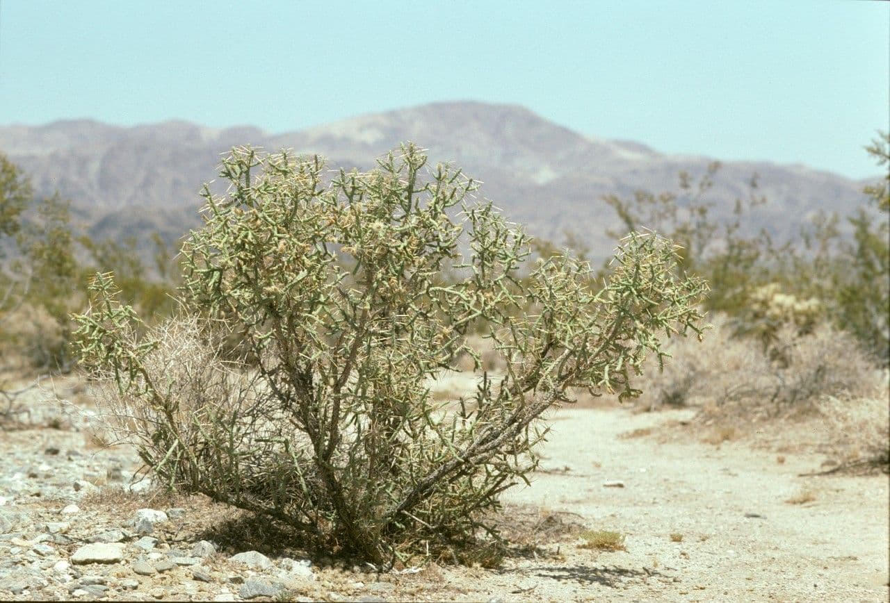 Cylindropuntia ramosissima 2