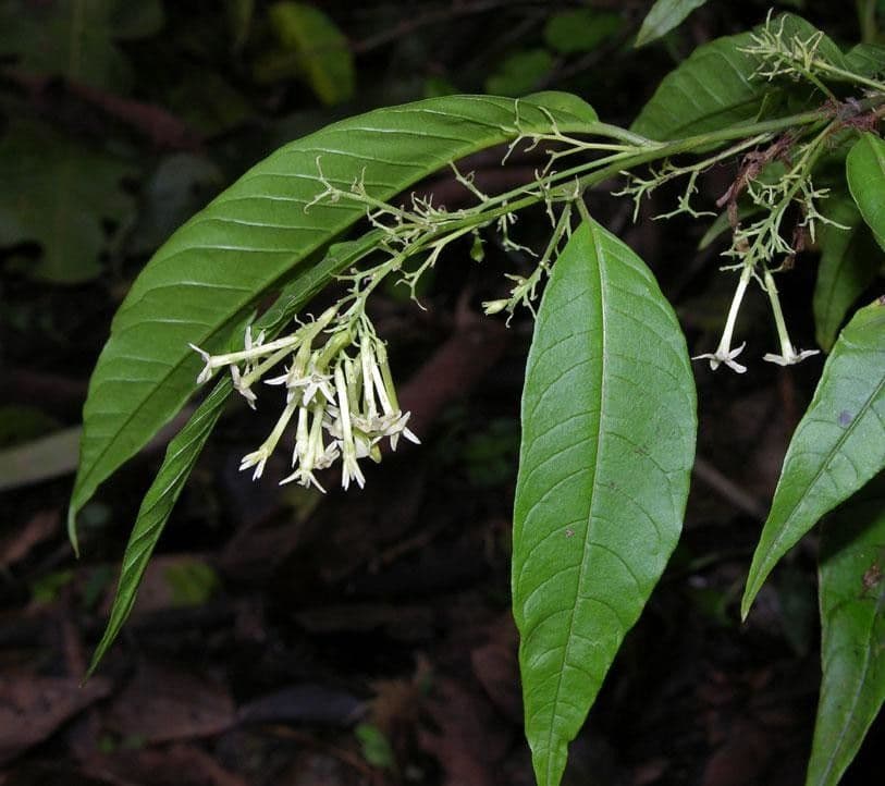 Cestrum strapcovité 25