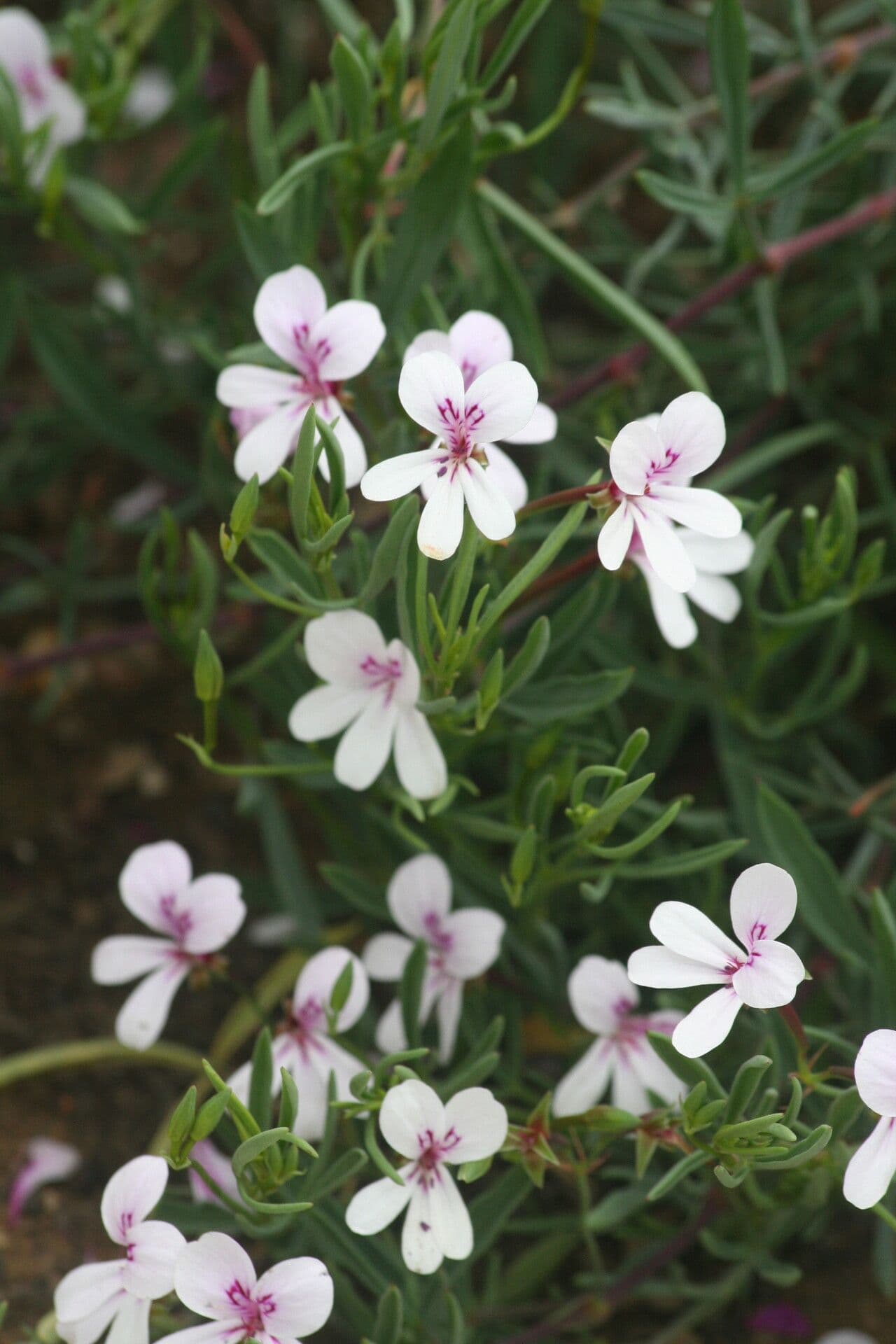 Geranium 2