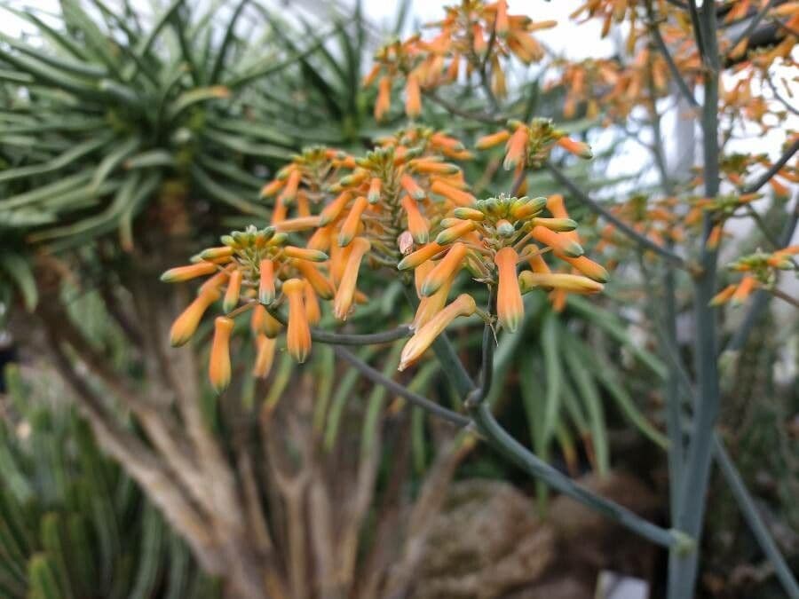 Aloe striata 7