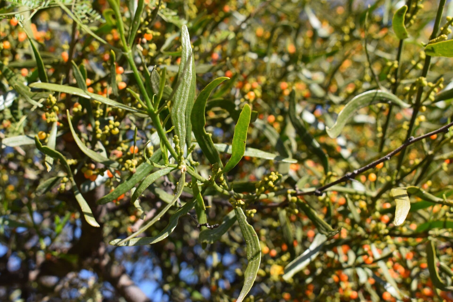 Phoradendron 12