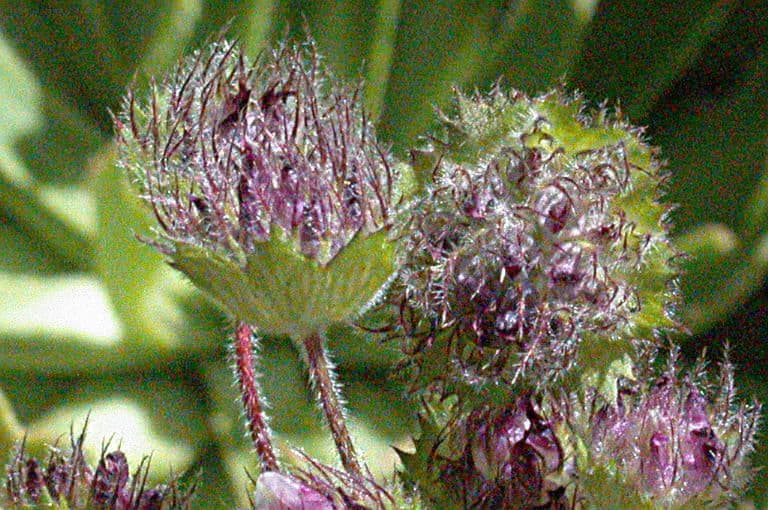 Trifoglio 5