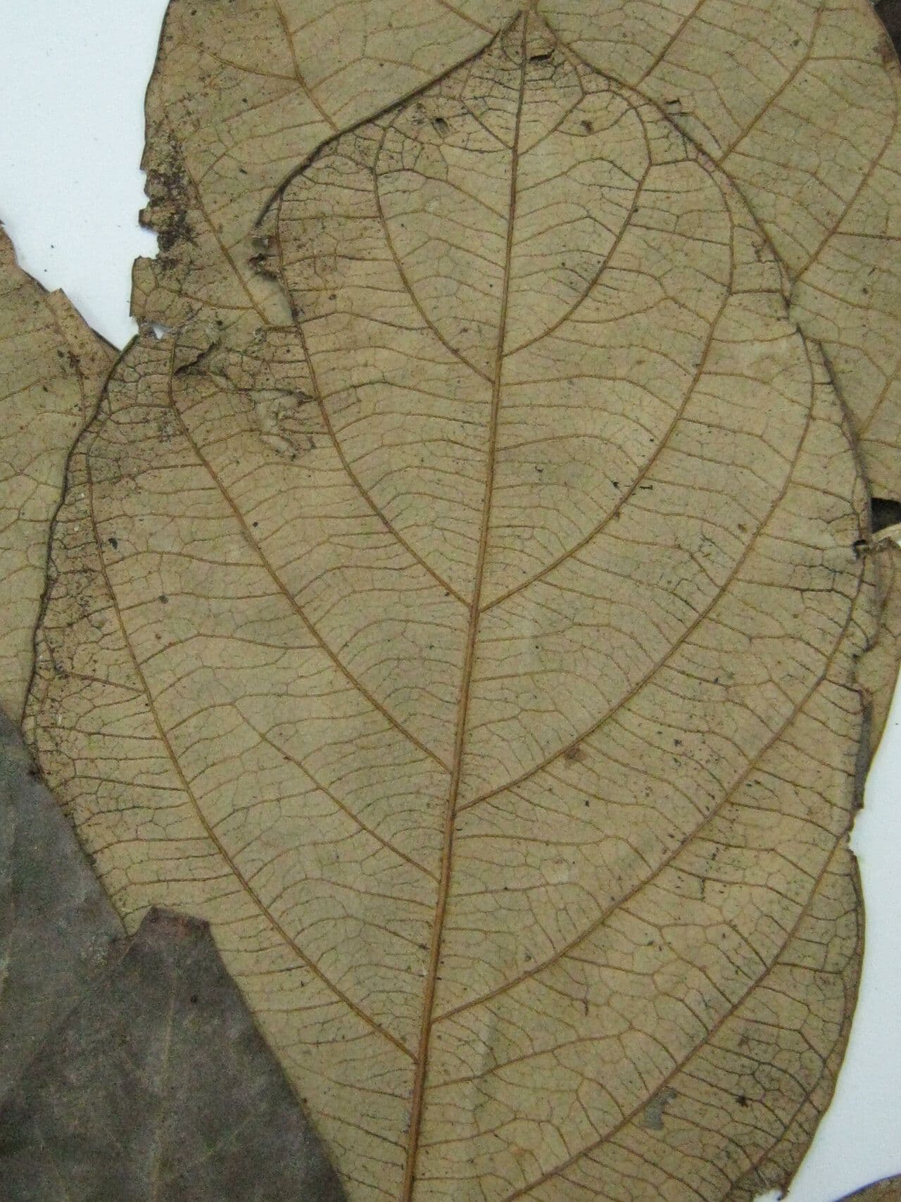 Licania 3