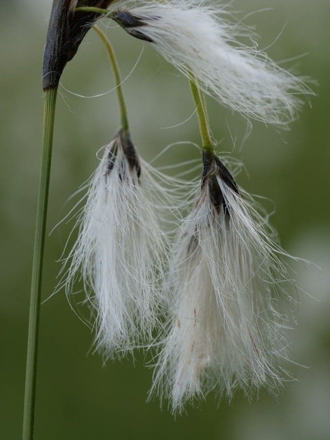 Breitblättriges Wollgras 9