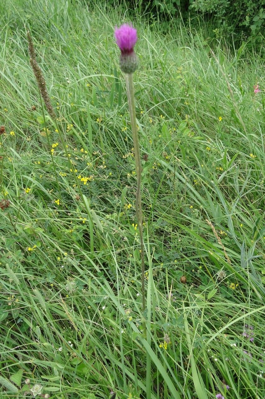 Knollen-Distel 15