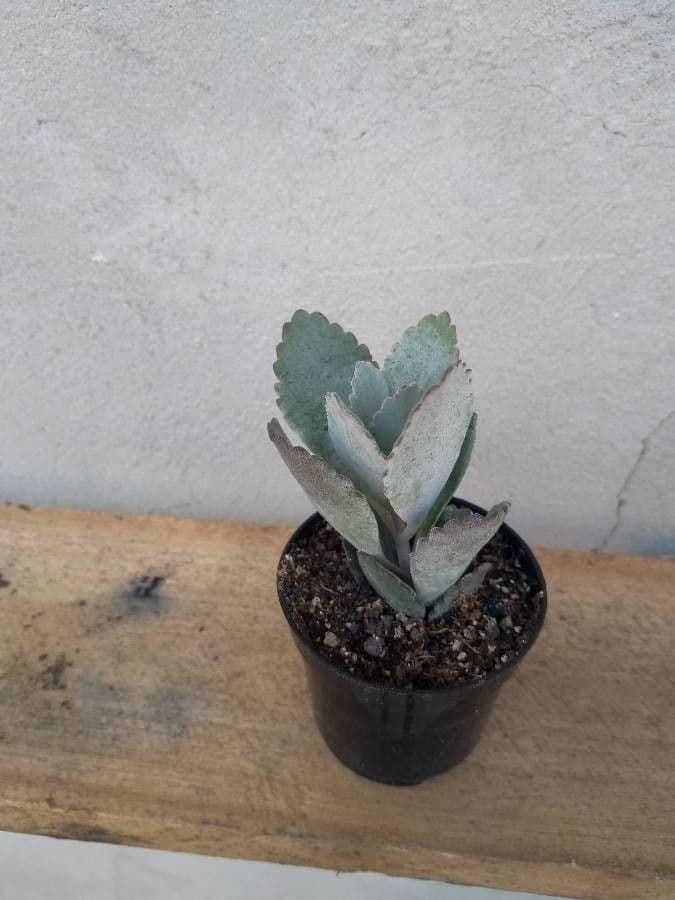 Kalanchoe 12