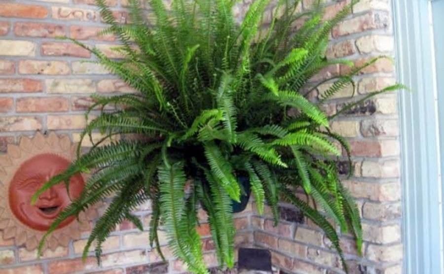 Nephrolepis 2
