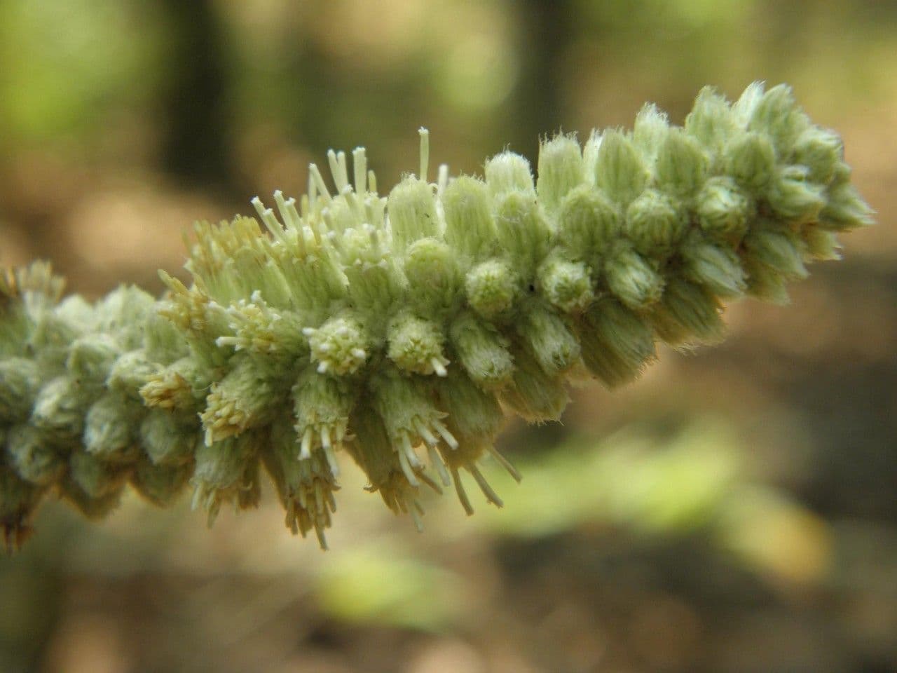 Pterocaulon 3