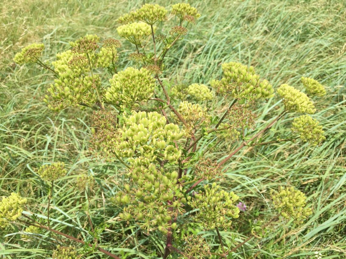 Polytaenia nuttallii 7