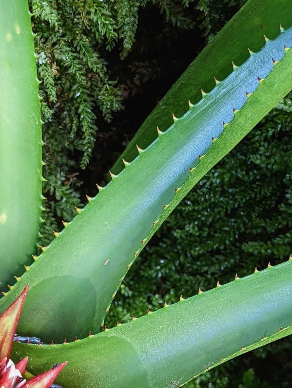 Amazonas-Nidularium 4