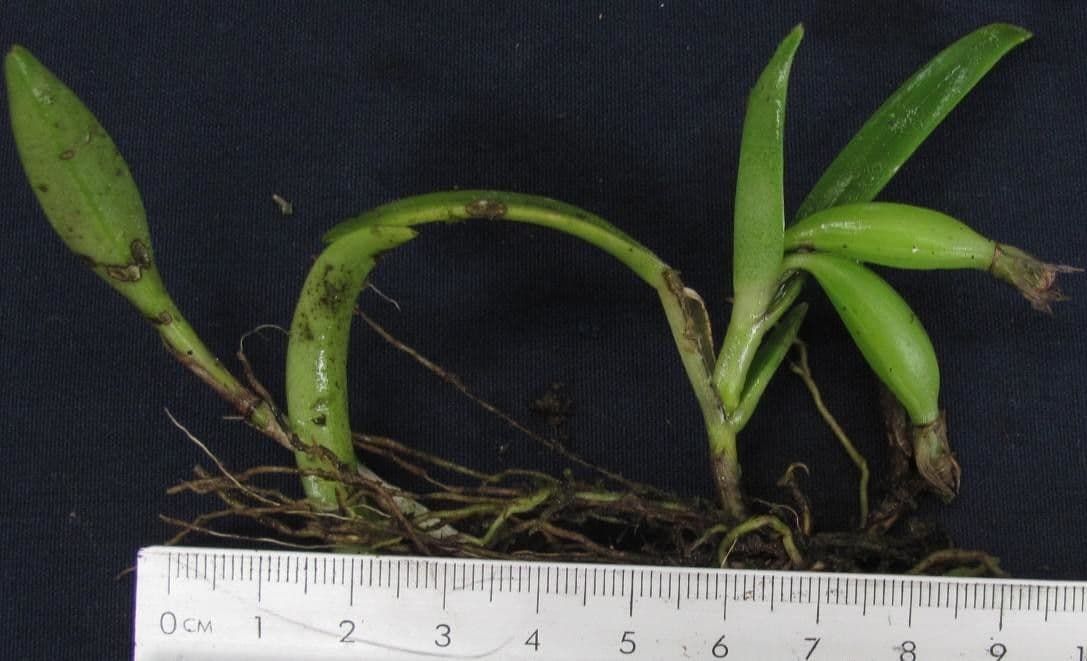 Epidendrum 5