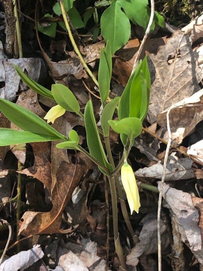 Uvularia puberula