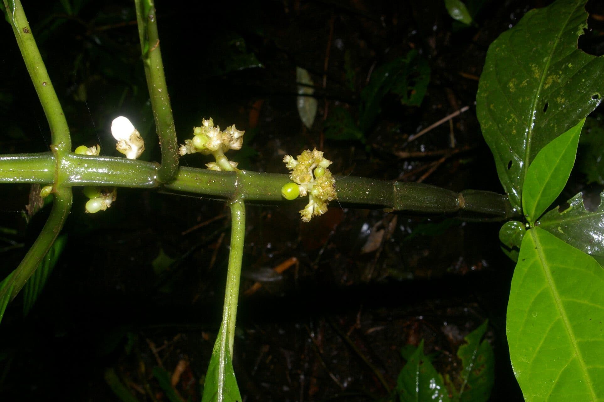 Notopleura