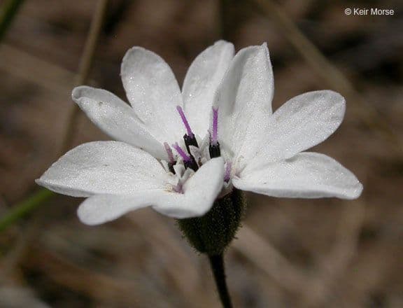 Blepharipappus 2