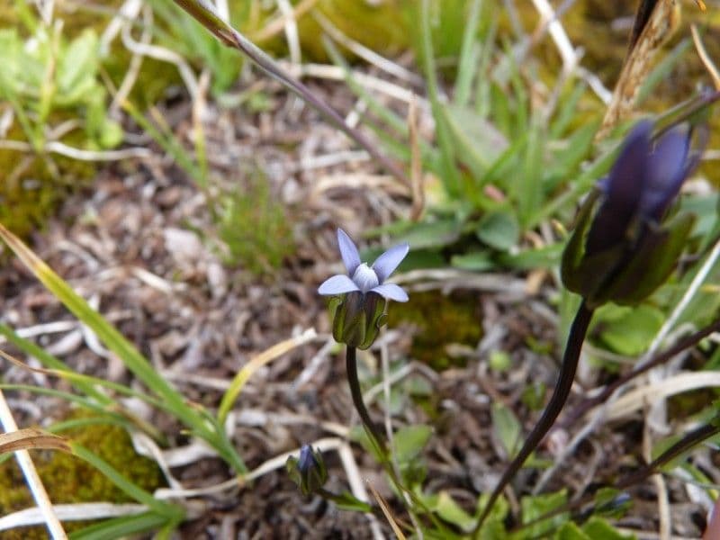 Comastoma tenellum 2